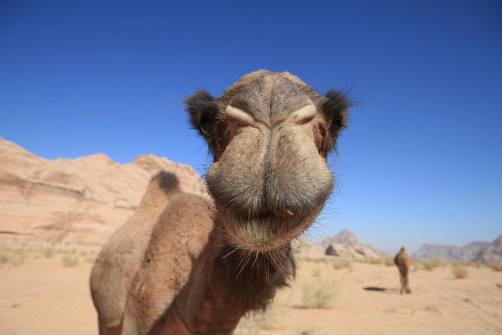 Bedouin Expedition Вади Рум Екстериор снимка