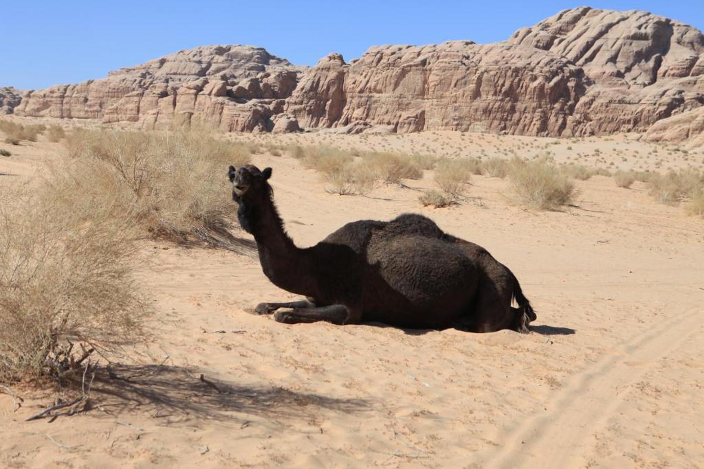 Bedouin Expedition Вади Рум Екстериор снимка